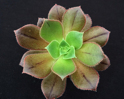 Aeonium decorum v guarimiarense