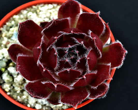 Sempervivum 'Deep Fire'