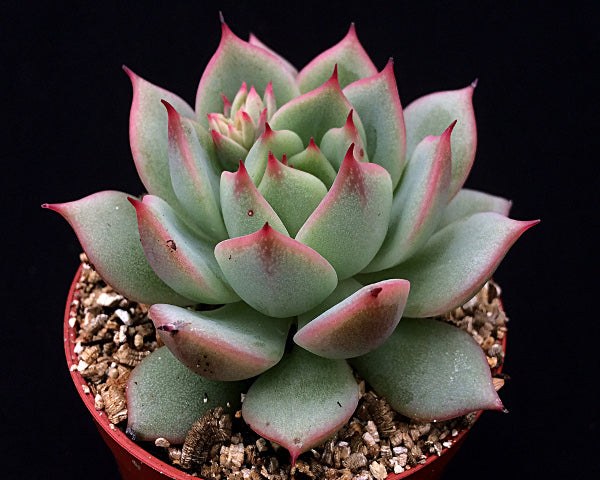 Echeveria derenbergii habitat collected