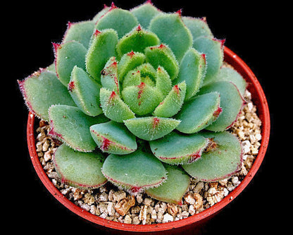 Echeveria derosa 'Herr Herrsblute'