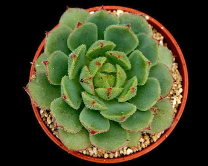 Echeveria derosa 'Herr Herrsblute'