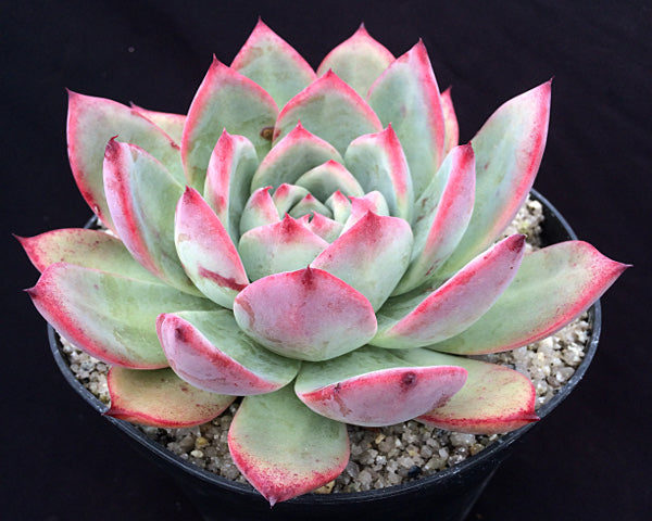 Echeveria colorata 'Desert Harmony'