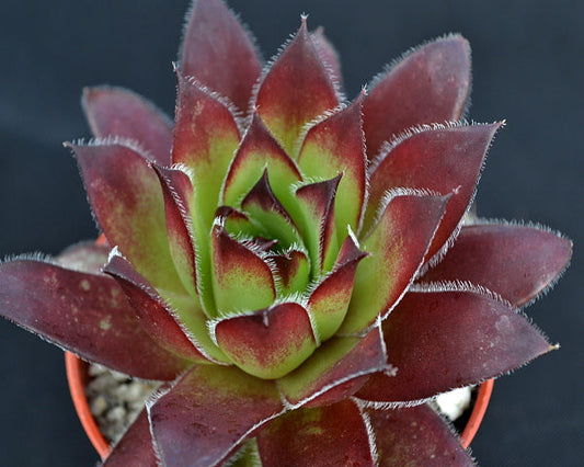 Sempervivum 'Devon Jewel'