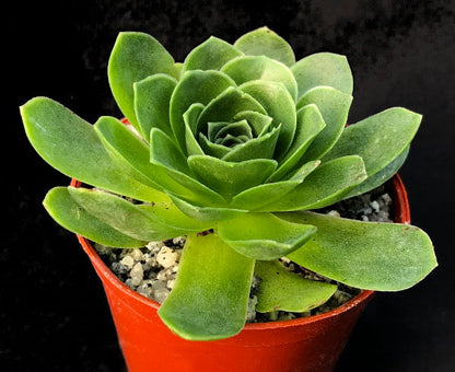 Aeonium dodrantale