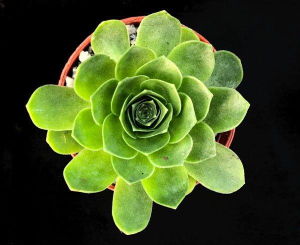 Aeonium dodrantale