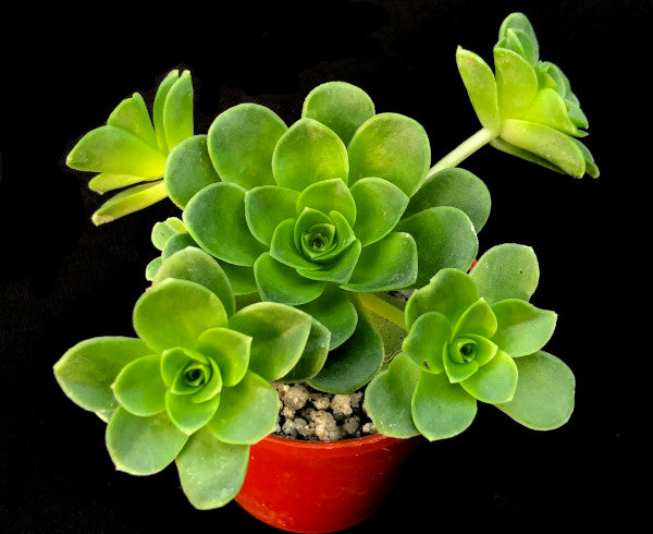 Aeonium dodrantale