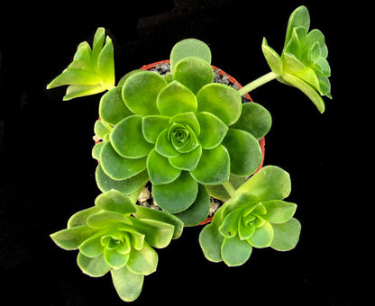 Aeonium dodrantale