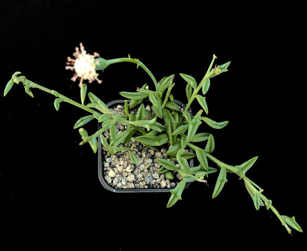 Curio peregrinus | String of Dolphins