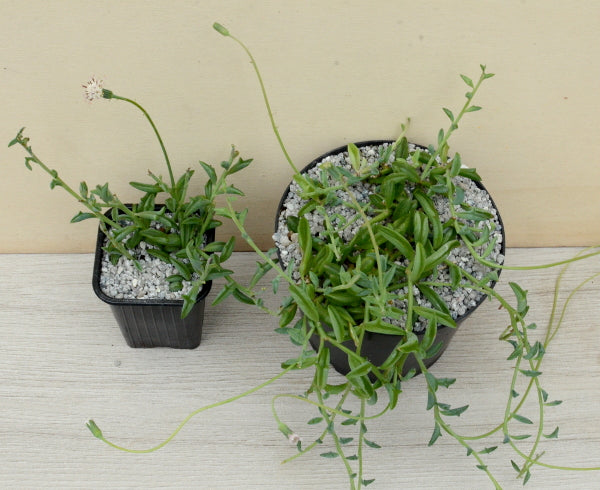 Curio peregrinus | String of Dolphins