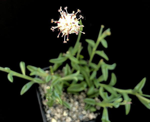 Curio peregrinus | String of Dolphins