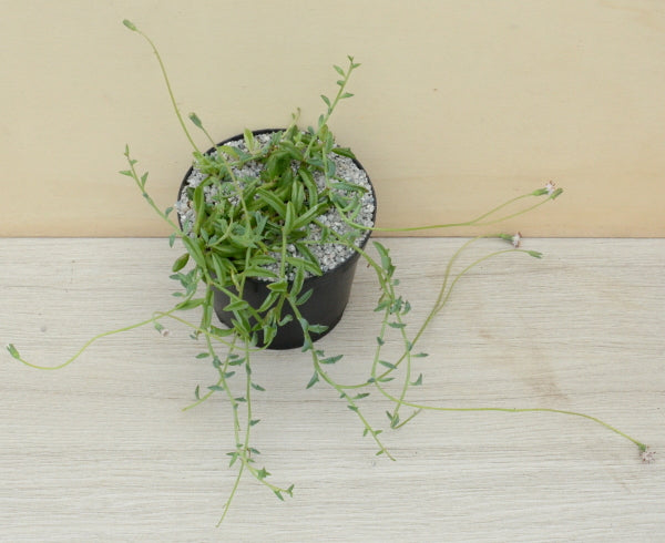 Curio peregrinus | String of Dolphins