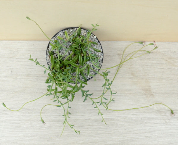 Curio peregrinus | String of Dolphins