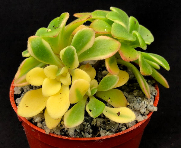 Aichryson x aizoides variegata