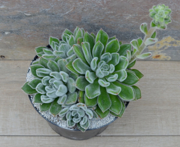 doris taylor succulent Echeveria 'Doris Taylor' – Surreal Succulents