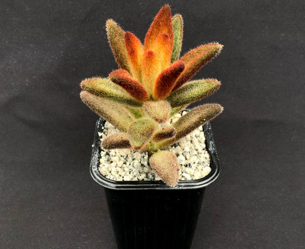 Kalanchoe tomentosa 'Dorothy Brown'