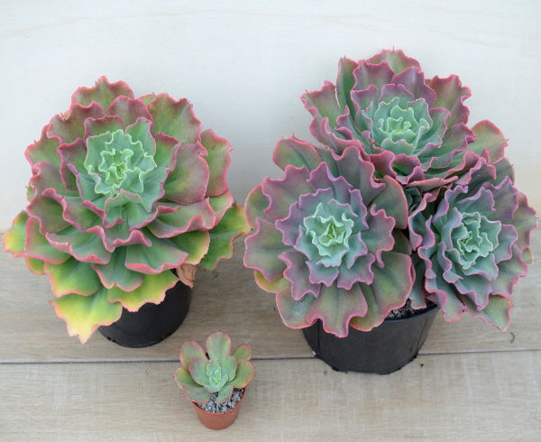 Echeveria 'Dorothy'