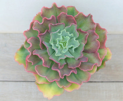 Echeveria 'Dorothy'