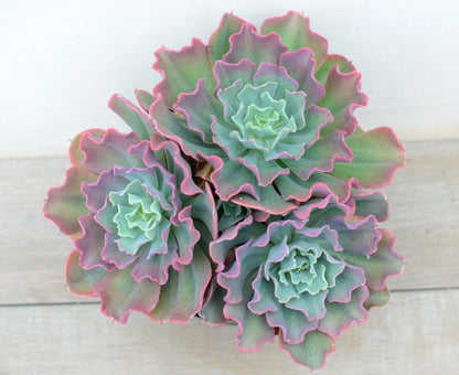 Echeveria 'Dorothy'