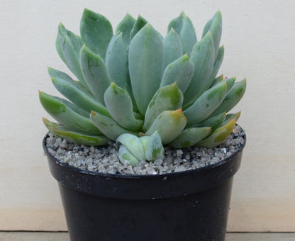 Echeveria 'Draco'