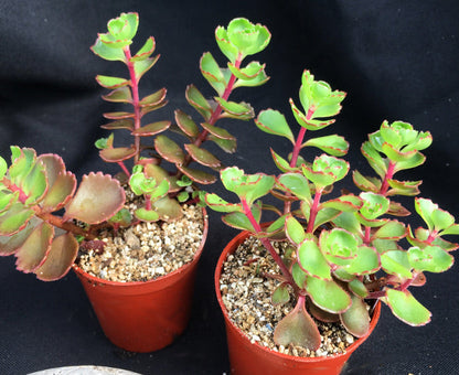 Sedum spurium 'Dragon's Blood' (Stonecrop)