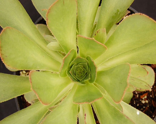 Aeonium davidbramwellii ex. Fuencaliente