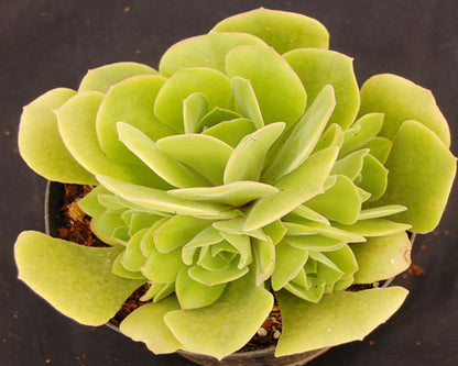 Aeonium canariense var. virgineum