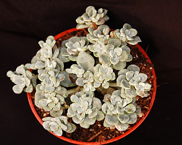 Sedum spathulifolium 'Cape Blanco'