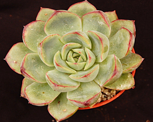 Echeveria moranii