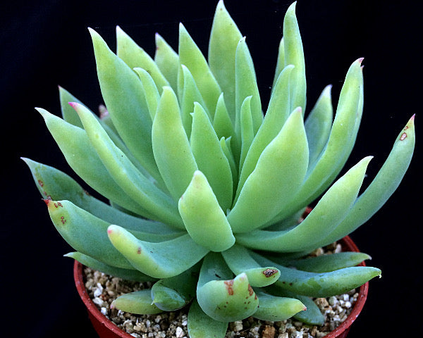 x Dudlyveria 'White Sprite'