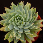 x Dudlyveria 'White Sprite'