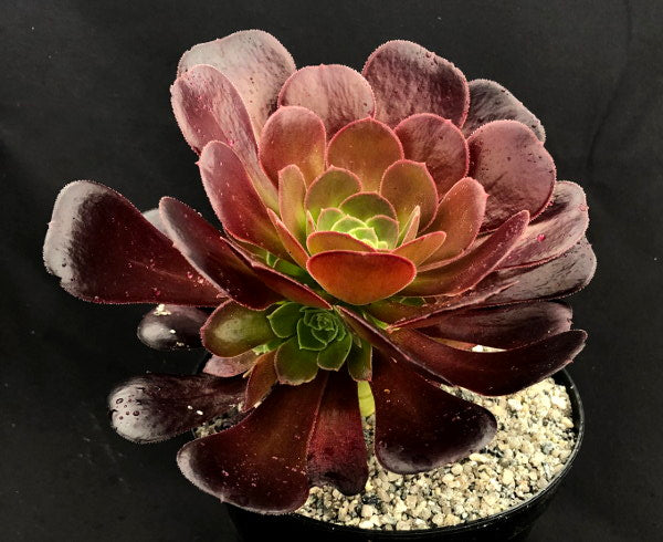 Aeonium 'Durango'