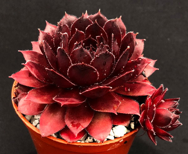 Sempervivum 'Dyke'