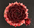 Sempervivum 'Dyke'