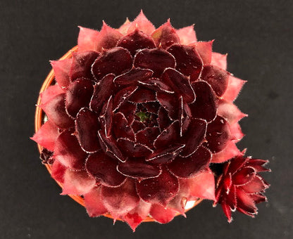 Sempervivum 'Dyke'