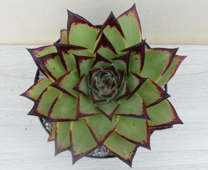 Echeveria agavoides 'Ebony'