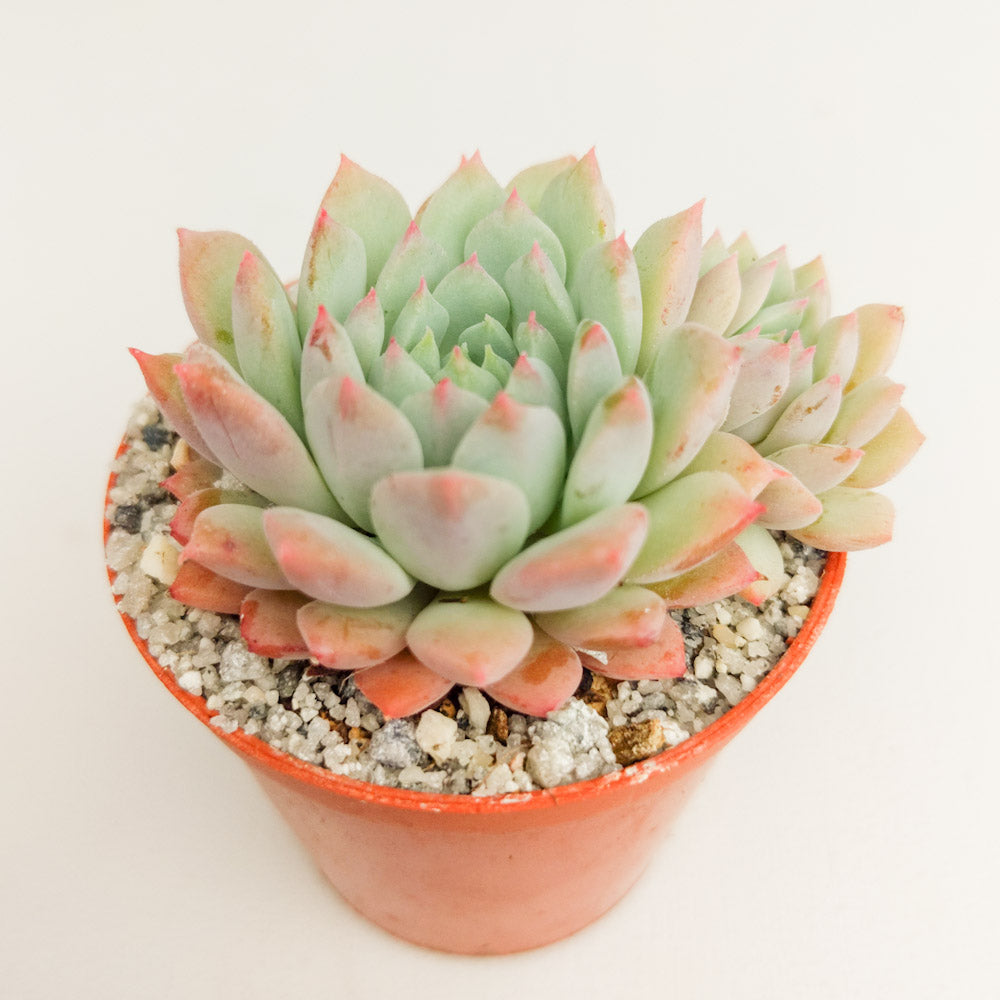 Echeveria 'Chrissy n Ryan'