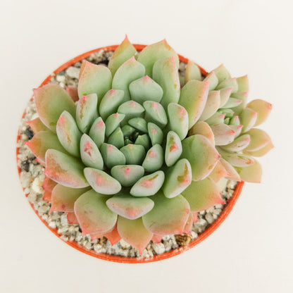 Echeveria 'Chrissy n Ryan'