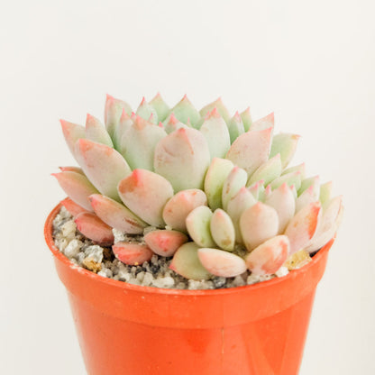 Echeveria 'Chrissy n Ryan'