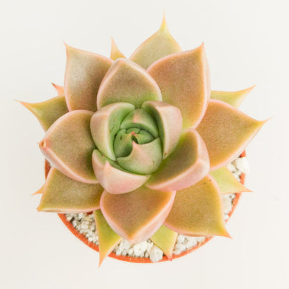 Echeveria 'Crystal Tower'