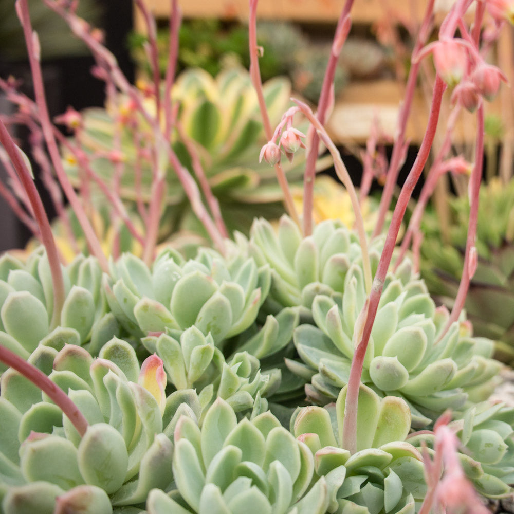 Echeveria elegans