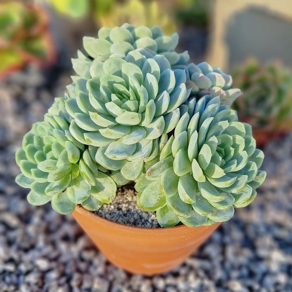 Echeveria elegans