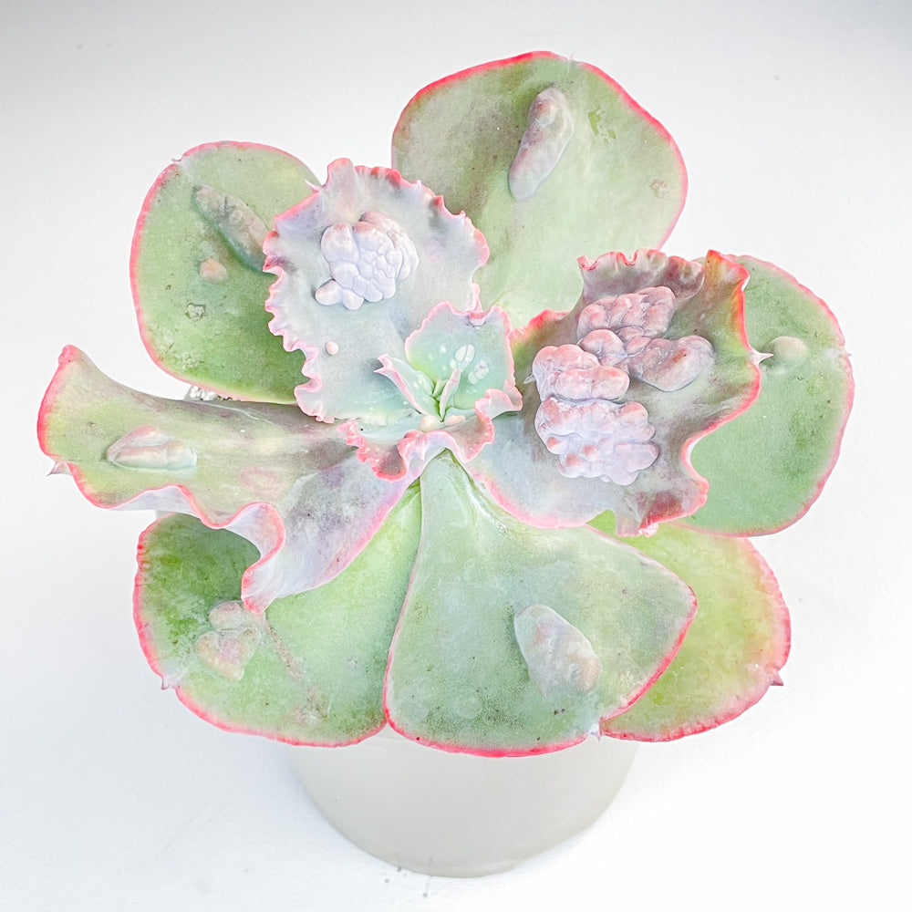 Echeveria 'Etna'