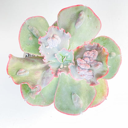 Echeveria 'Etna'