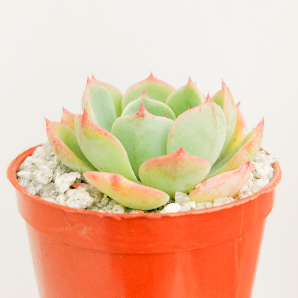 Echeveria glauca 'Silver Lining'