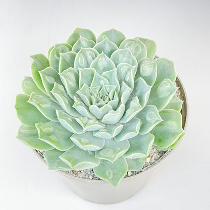 Echeveria 'Hearts Choice'