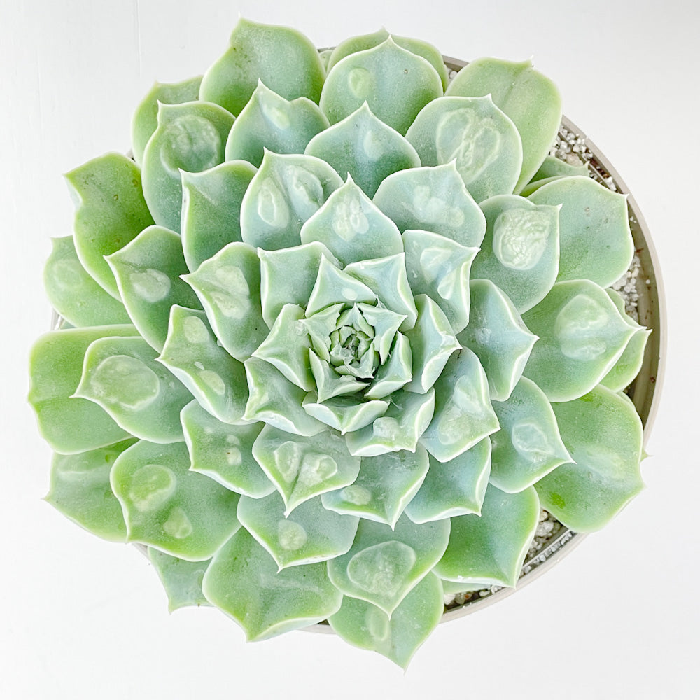 Echeveria 'Hearts Choice'