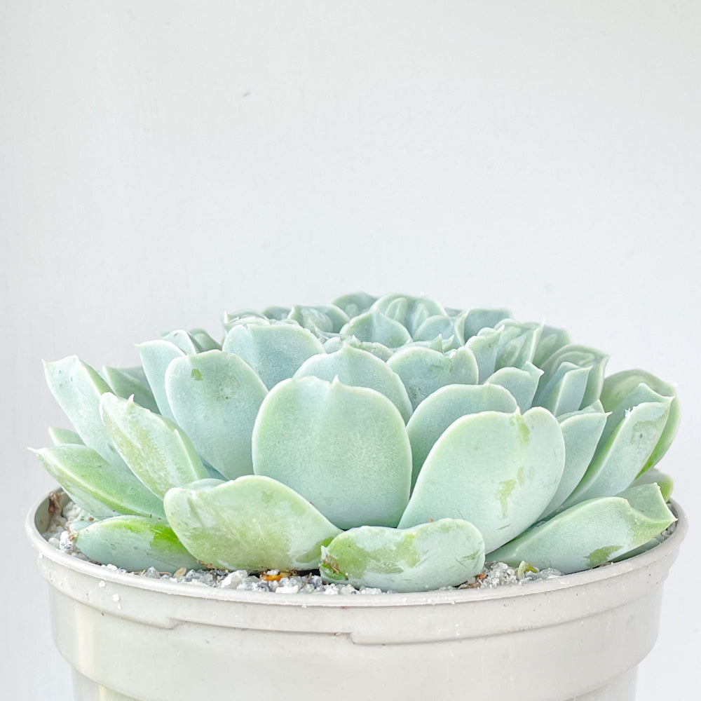 Echeveria 'Hearts Choice'