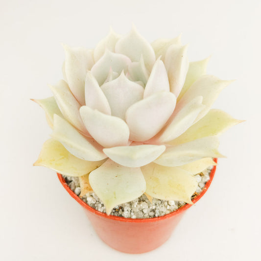 Echeveria jovibar