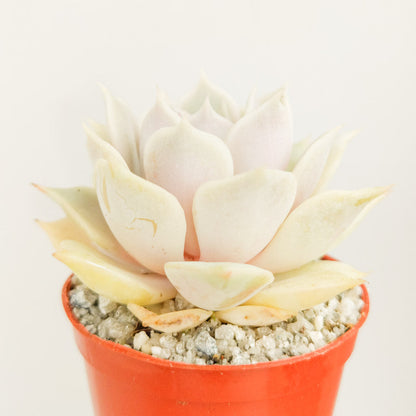 Echeveria jovibar