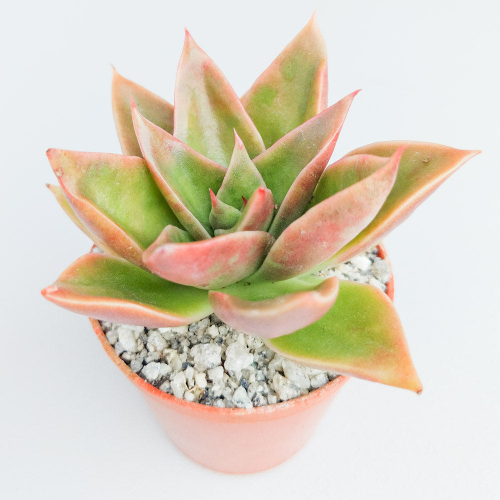 Echeveria 'Mexicano'